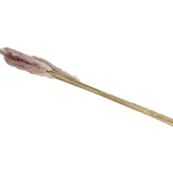 Hot Droogboeket Zaaien & Planten