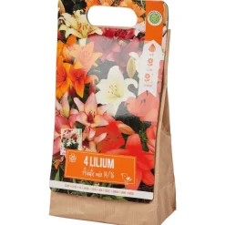 New Lelie Bloembollen Zaaien & Planten