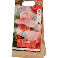 New Lelie Bloembollen Zaaien & Planten